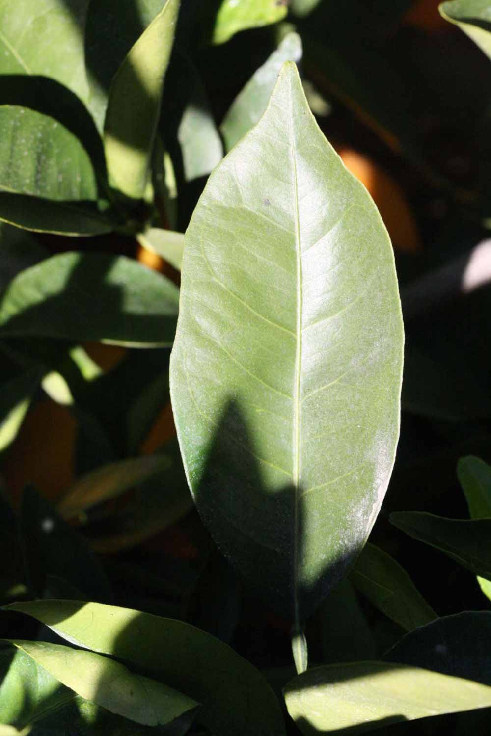              Unifoliolate leaf (Riverside, CA)       